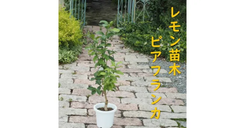 【ふるさと納税】植物 レモン 苗木 トゲ無し レモンの木 品種 ビアフランカ トゲ無し 3年生苗　 インテリア グリーンアイテム グリーンインテリア 玄関 庭 ガーデン ガーデニング 果樹 柑橘