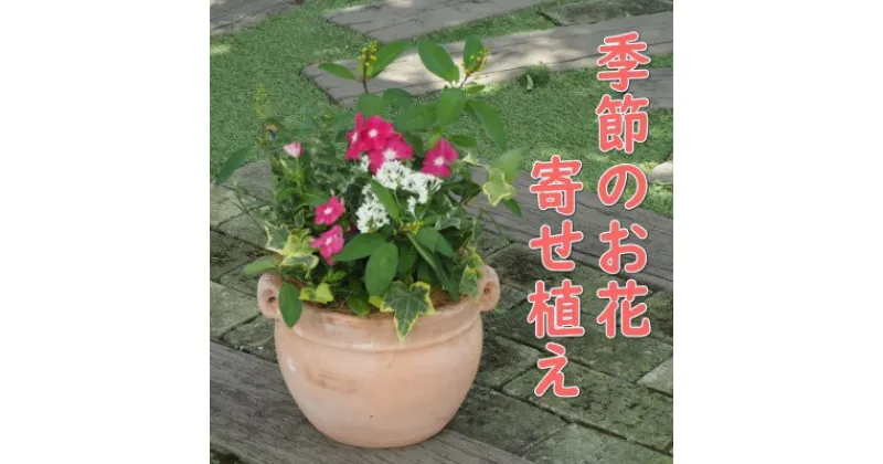 【ふるさと納税】植物 寄植え 花 季節のお花 寄せ植え つぼ丸型 ピンク系 25cm　 お花の寄せ植え インテリア グリーンアイテム 癒し かわいい 玄関 ガーデン 庭 ガーデニング