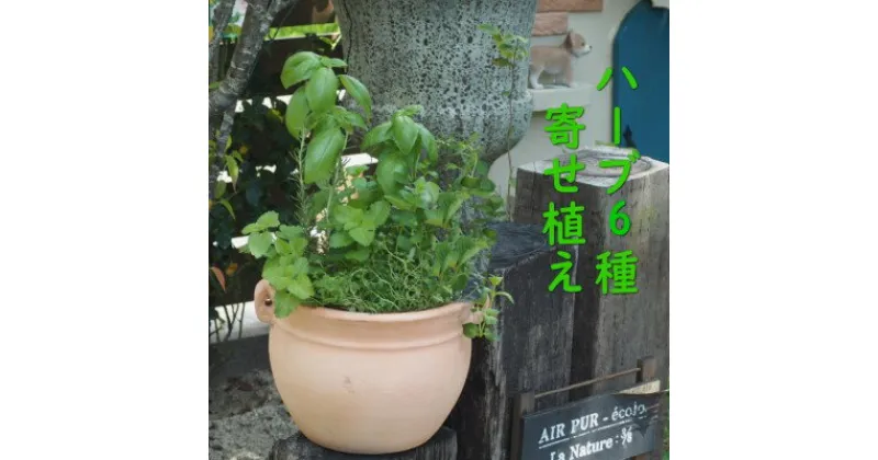 【ふるさと納税】植物 寄植え ハーブ 6種 寄せ植え つぼ丸型 鉢 25cm　 ハーブ寄せ植え インテリア グリーンインテリア グリーンアイテム ベランダ 庭 ガーデン ガーデニング 育てやすい