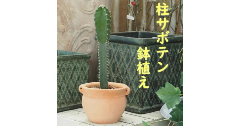 【ふるさと納税】植物 サボテン 鉢植え 柱サボテンの鉢植え つぼ丸型 鉢 17cm　 インテリア グリーンインテリア グリーンアイテム ベランダ 庭 ガーデン ガーデニング ドライガーデン