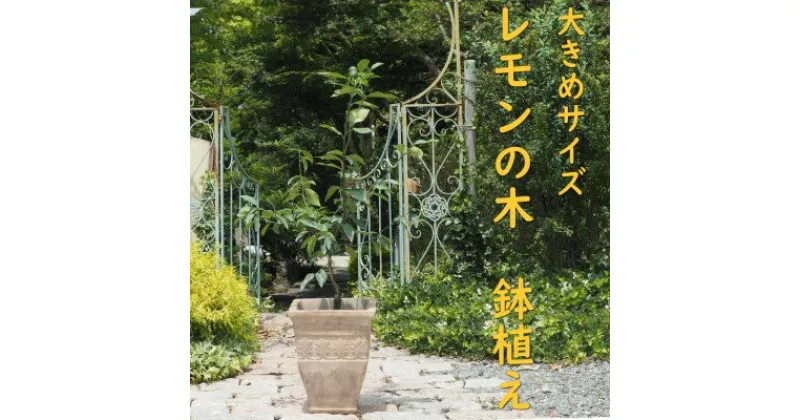 【ふるさと納税】植物 レモン 鉢植え 大きめ サイズ レモンの木 アンティーク テラコッタ 鉢 直径31cm 配送不可 北海道 沖縄 離島　 インテリア グリーンアイテム グリーンインテリア 玄関 庭 ガーデン ガーデニング 果樹 柑橘