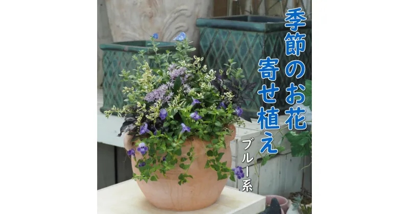 【ふるさと納税】植物 寄せ植え 季節のお花 ブルー系 つぼ丸型 25cm ガーデニング 花　朝倉市