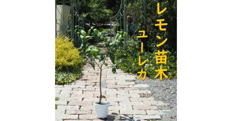 【ふるさと納税】植物 レモン 苗木 品種 ユーレカ 3年生苗 レモンの木 ガーデニング　朝倉市