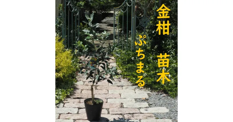 【ふるさと納税】きんかん 植物 苗木 品種 ぷちまる 2年生苗 金柑 キンカン 種無し 種なし ガーデニング　朝倉市