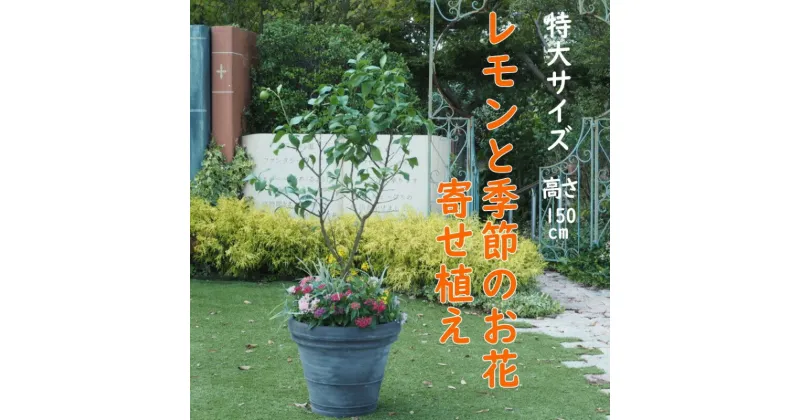 【ふるさと納税】植物 レモン 花 寄植え 特大サイズ レモンの木と季節のお花 寄せ植え ガーデニング 配送不可：北海道、沖縄、離島　朝倉市