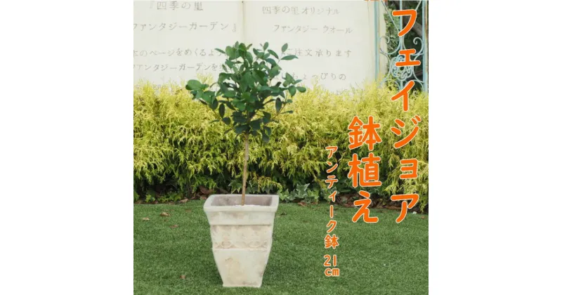 【ふるさと納税】植物 フェイジョアの鉢植え アンティークテラコッタ21cm インテリア ガーデニング　朝倉市