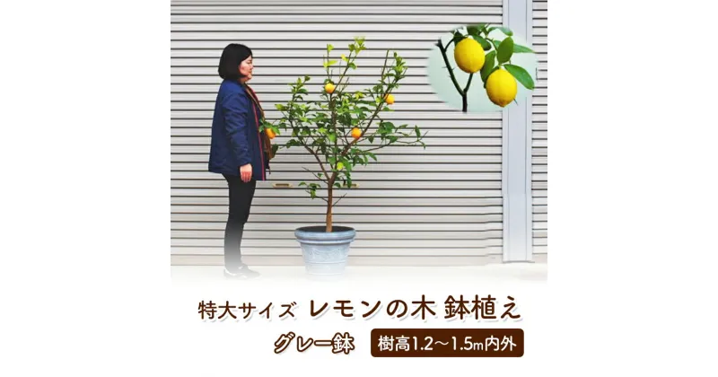 【ふるさと納税】苗木 レモン 特大サイズ レモンの木 鉢植え グレー鉢 1個 植物 ガーデン ※配送不可:北海道、沖縄、離島　苗木・果物類・柑橘類・レモン・檸檬