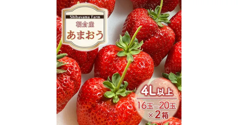 【ふるさと納税】いちご 朝倉市産 あまおう 4L以上 16玉～20玉×2箱 イチゴ 苺 果物 デザート ＜Shibayama Farm＞ ※配送不可：離島　朝倉市　お届け：2024年12月中旬～2025年3月下旬