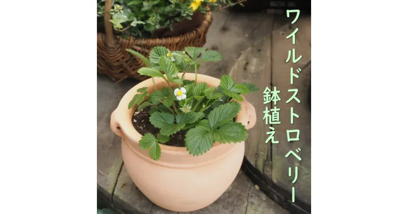 【ふるさと納税】鉢植え ワイルドストロベリーの鉢植え (つぼ丸18cm鉢) 植木鉢 ガーデン ※配送不可：北海道、沖縄、離島