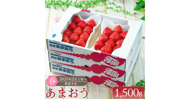 【ふるさと納税】【春】あまおう 6パック 合計 約1500g 1パック 約250g イチゴ いちご 苺 果物 くだもの フルーツ 1kg以上 福岡県産 九州 みやま市 予約 送料無料 【2025年2月上旬～3月下旬以降発送予定】